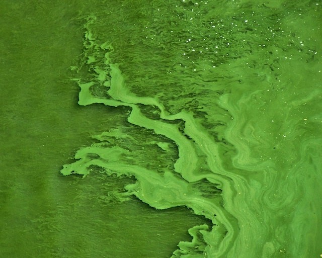 Algae Bloom, Mihaly Koles